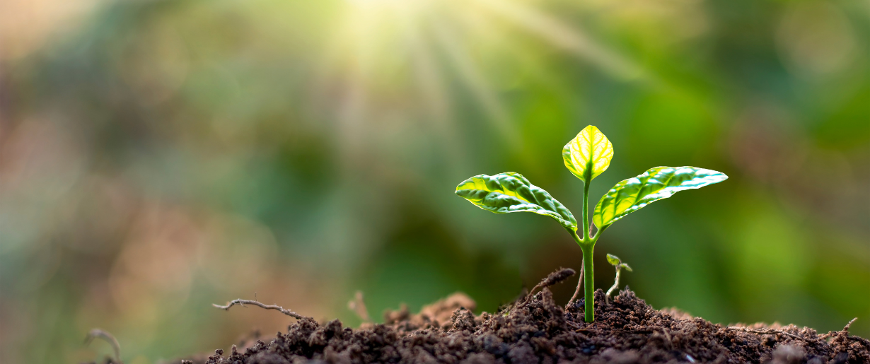 a green seedling