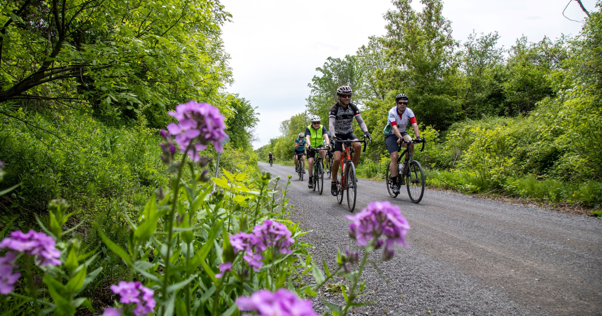 cyclists travel along a gravel trail with purple flowers in the foreground